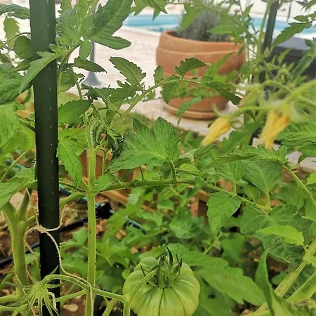 Villa Mendula - Luxury By The - Heated Pool - Lush Garden Traù