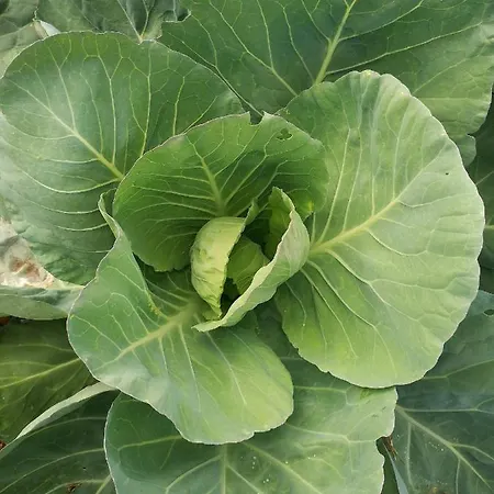 Mendula - Luxury By The - Heated Pool - Lush Garden Villa