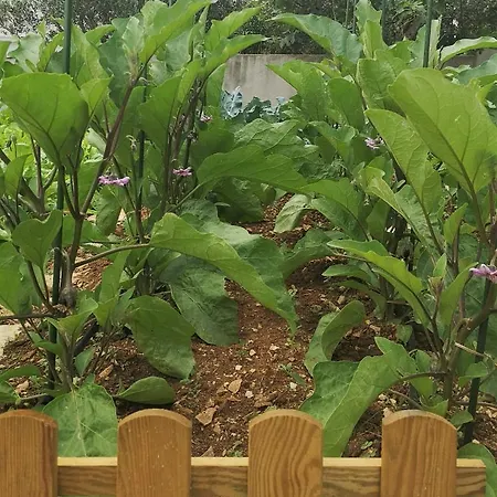 Mendula - Luxury By The - Heated Pool - Lush Garden Villa Traù