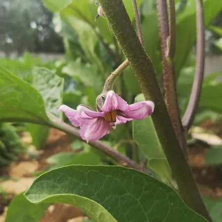 Вилла Mendula - Luxury By The - Heated Pool - Lush Garden Трогир