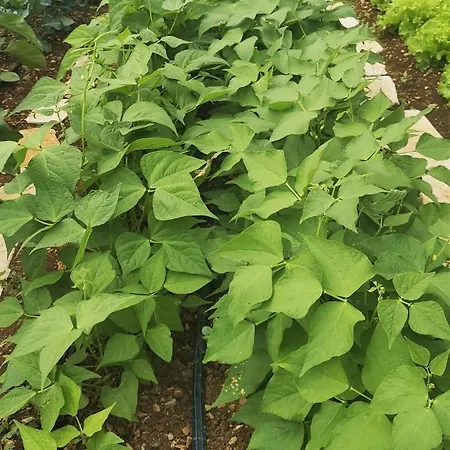 Mendula - Luxury By The - Heated Pool - Lush Garden Вілла Трогір