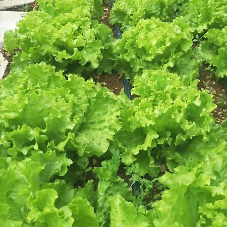 Вилла Mendula - Luxury By The - Heated Pool - Lush Garden