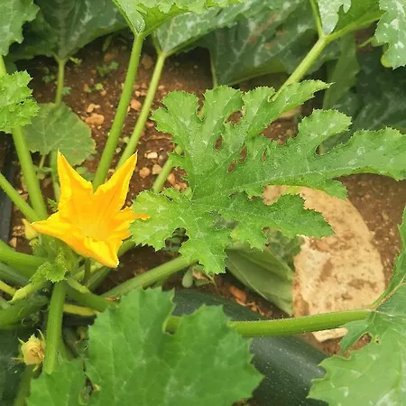 Mendula - Luxury By The - Heated Pool - Organic Garden *